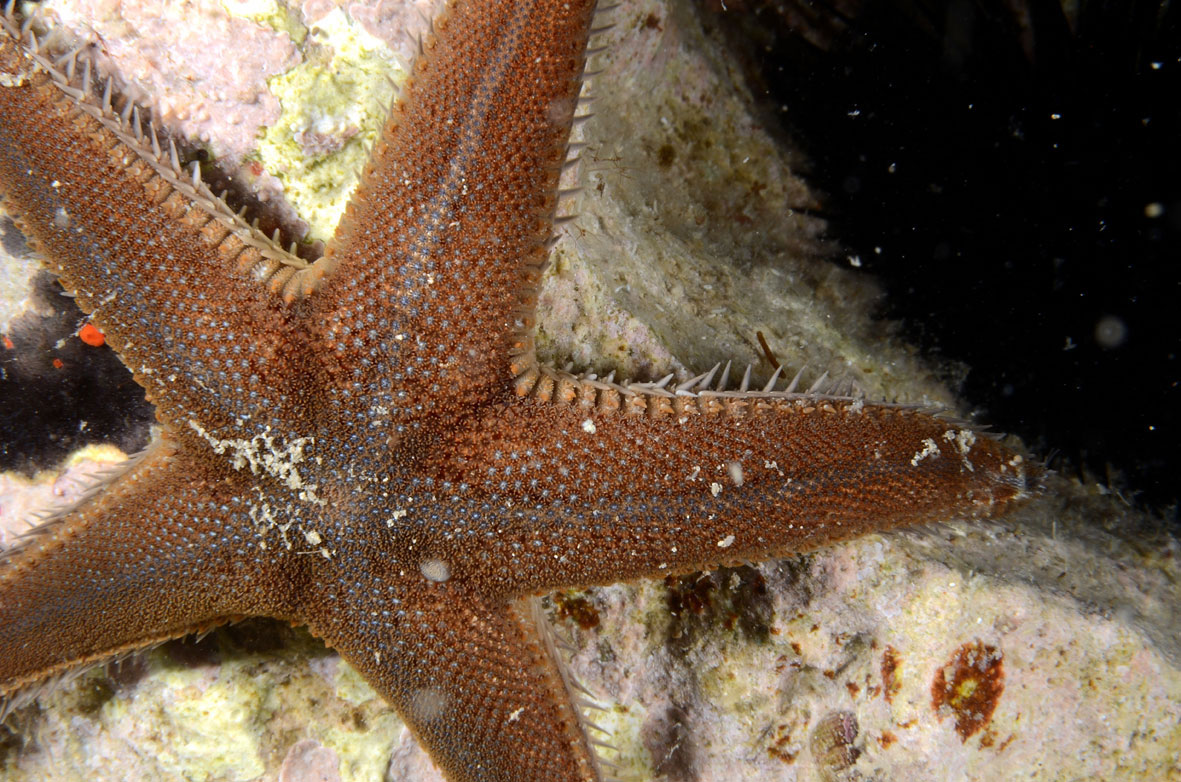 Astropecten spinulosus (Philippi, 1837)